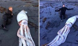 电鳗最新爆料图片高清,揭秘神秘生物的神秘面纱